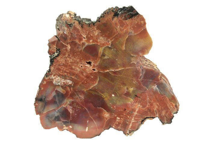 Polished, Petrified Wood (Araucarioxylon) - Arizona #234026